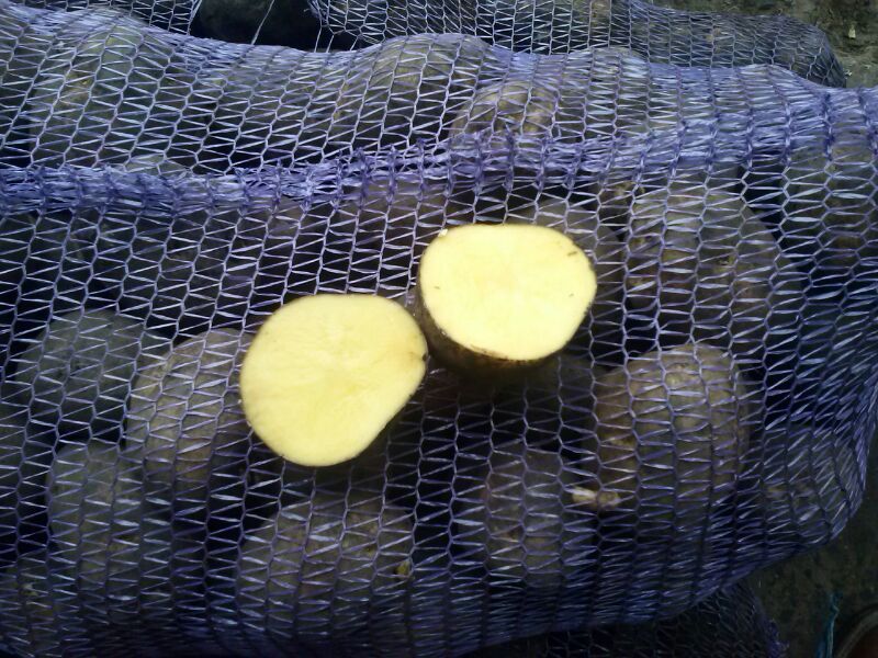 Фото 3. Продовольственный картофель оптом сорт Колобок