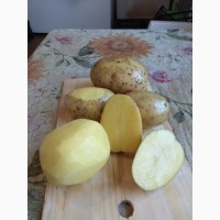 Картофель сорт Гала