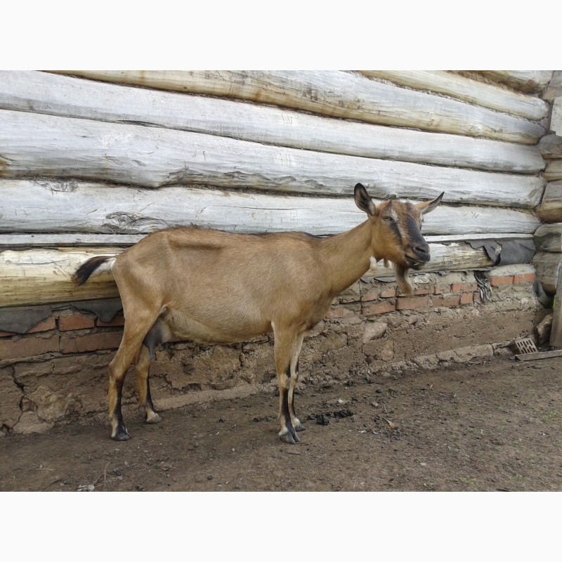 Фото 7. Продаются козы