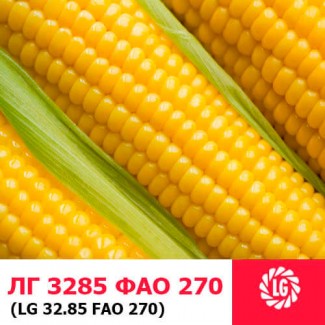 ЛГ 3285 (ФАО 270) гибрид кукурузы ЛИМАГРЕЙН (Limagrain)