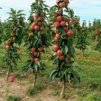 Продам саженцы плодовых деревьев оптом