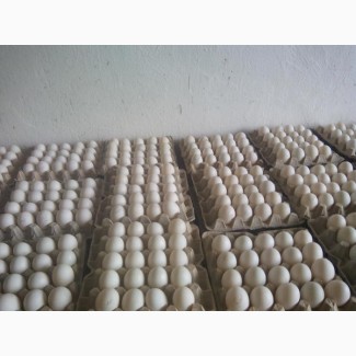 Продам яйцо утиное инкубационное утка белая мясная
