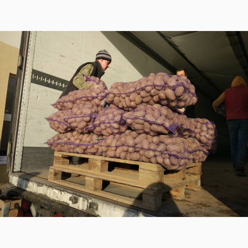 Фото 5. Картофель экспортируем в любой регион России
