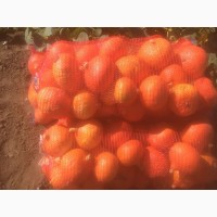Тыква orange sunner