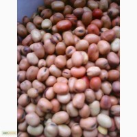 ООО НПП «Зарайские семена» продает бобы кормовые оптом