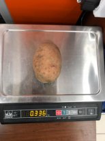 Крупный картофель от 270 гр. Вектор. Из Беларуси