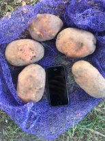 Фото 2. Крупный картофель от 270 гр. Вектор. Из Беларуси