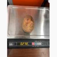 Крупный картофель от 270 гр. Вектор. Из Беларуси