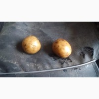 Продам продовольственный картофель, сорт Гала