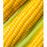 Семена кукурузы спирит