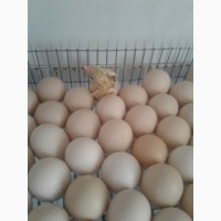 Яйцо инкубационое, цыплята бройлеров