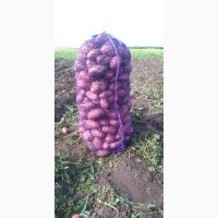 Продаём продовольственный картофель, сорт Коломбо, Ред Скарлетт оптом от фермера