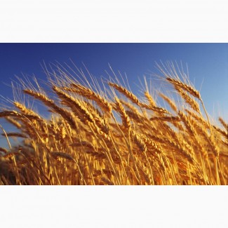 Закупаем зерно фураж 5кл от 100-5000тн и более