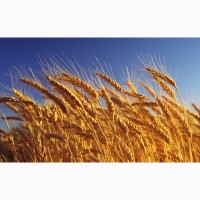 Закупаем зерно фураж 5кл от 100-5000тн и более