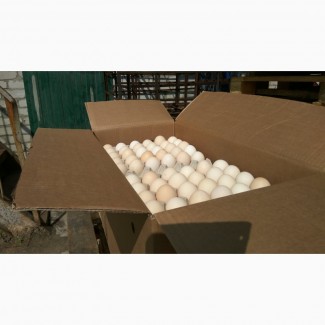 Продаем яйцо куриное фермерское (С1)