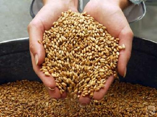 Продам пшеницу оптовая цена от 225$, Московская обл — Agro-Russia
