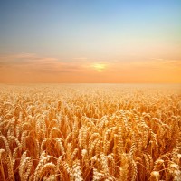 Зерно пшеница 5 кл
