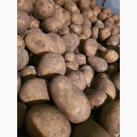 Предлагаем картофель из Беларуси