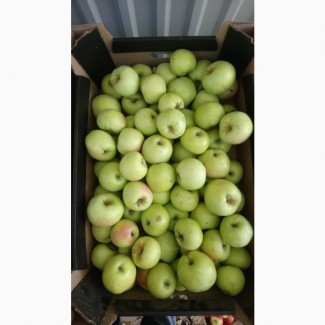 Оптовая Продажа яблок из Республики Беларусь сорта АУКСИС, АНТОНОВКА