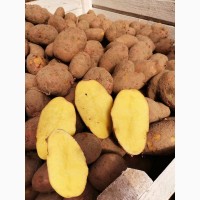 Картофель продовольственный оптом от КФХ. Беларусь
