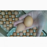 Яйцо куриное (оптом)