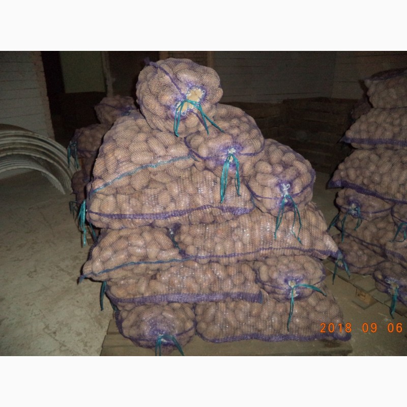 Фото 5. АО Вологодский картофель реализует продовольственный картофель