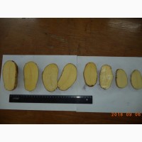 АО Вологодский картофель реализует продовольственный картофель