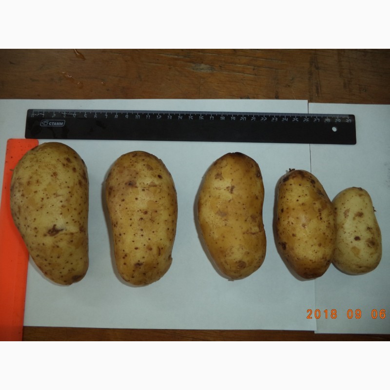 Фото 2. АО Вологодский картофель реализует продовольственный картофель