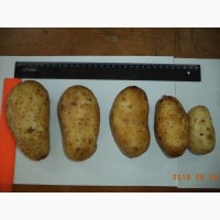 АО Вологодский картофель реализует продовольственный картофель