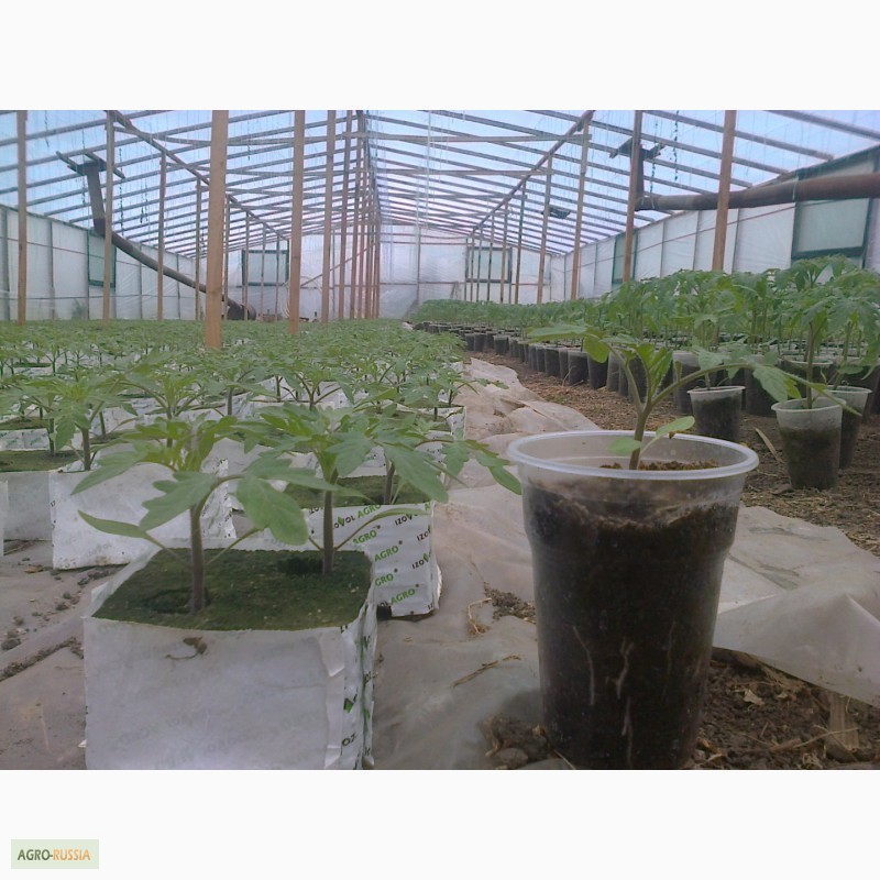 Фото 3. Выращиваю рассаду помидора