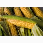 Кукуруза в початках оптом от КФХ