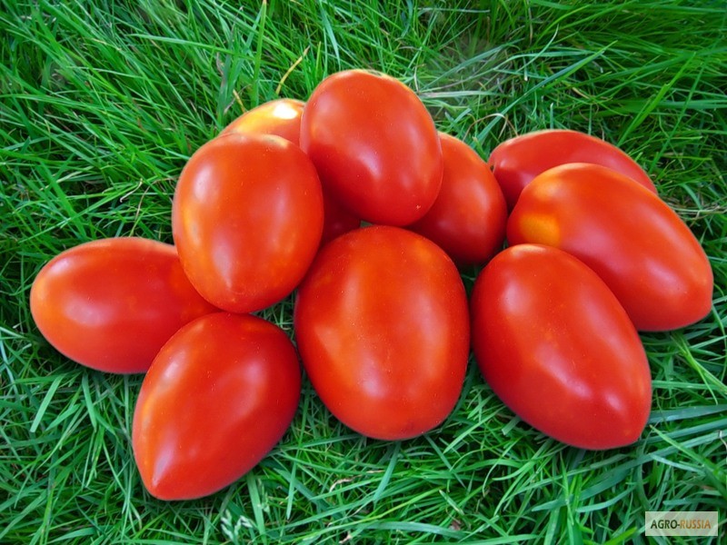 Астраханские помидоры