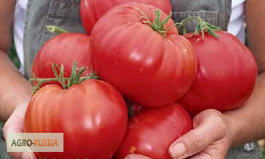 Фото 2. Астраханские помидоры