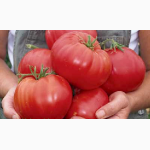 Астраханские помидоры