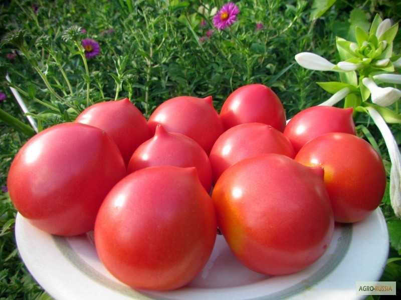 Фото 3. Астраханские помидоры