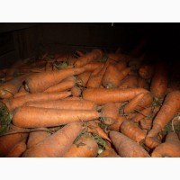 Морковь урожай с поля, 2017 г