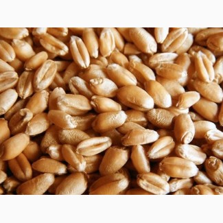 Семена пшеницы яровой Экада 70