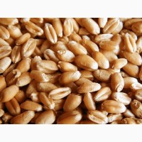 Семена пшеницы яровой Экада 70