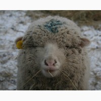 Продам овец мериносы