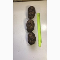 Качественный картофель от производителя