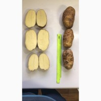 Качественный картофель от производителя