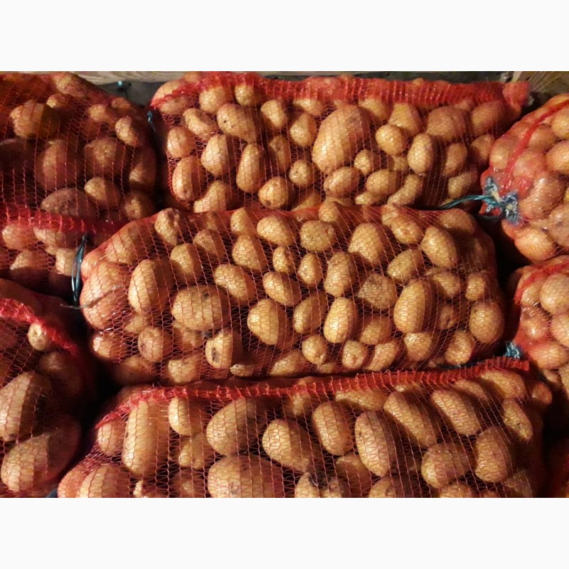 Фото 2. Картофель оптом со склада фермерского хозяйства
