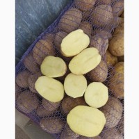 Картофель оптом со склада фермерского хозяйства