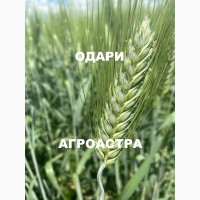 Семена твердой пшеницы сорт Одари ЭС