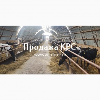 Продажа КРС по России странам СНГ ПРодажа племенных нетелей