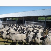 Продается овцеводческий комплекс