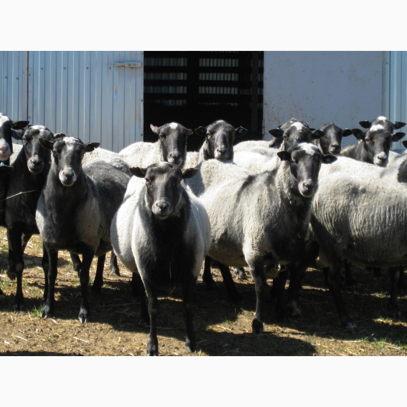 Фото 2. Продается овцеводческий комплекс