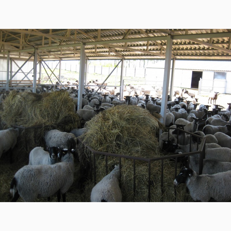 Фото 4. Продается овцеводческий комплекс