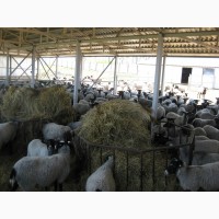 Продается овцеводческий комплекс