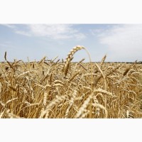 Зерно пшеницы продовольственной 3 класс оптом от п 16 500 ₽